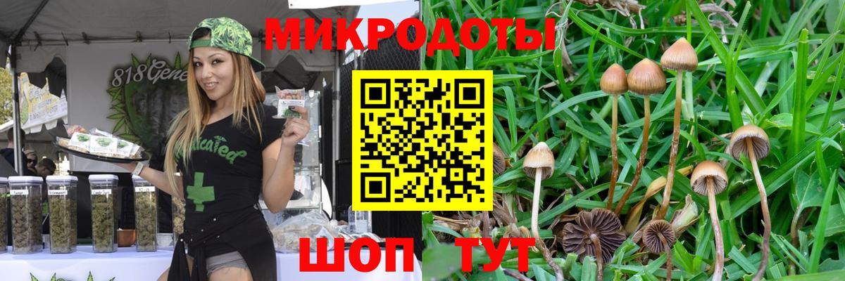 Псилоцибиновые грибы Psilocybe Зеленодольск